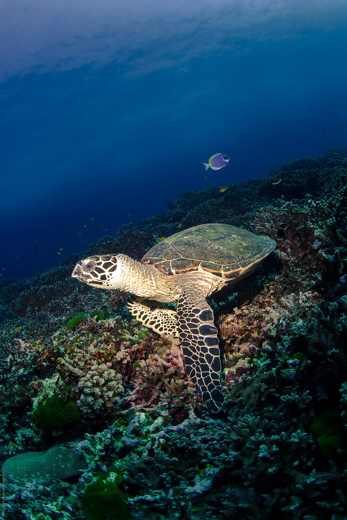 Sea turtle swimming underwater over coral reef in ocean