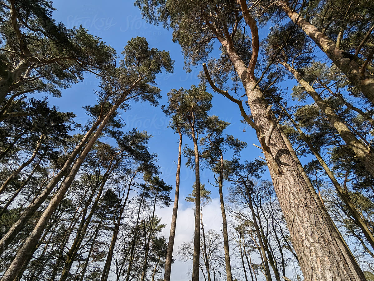 Looking up in a Scots pine forest.