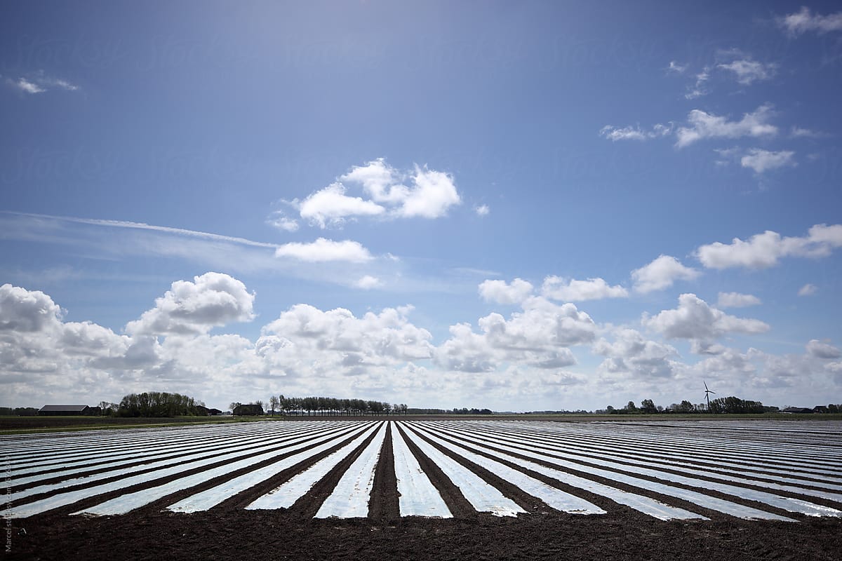 farmland covered with plastic to protect the young vegetable plants