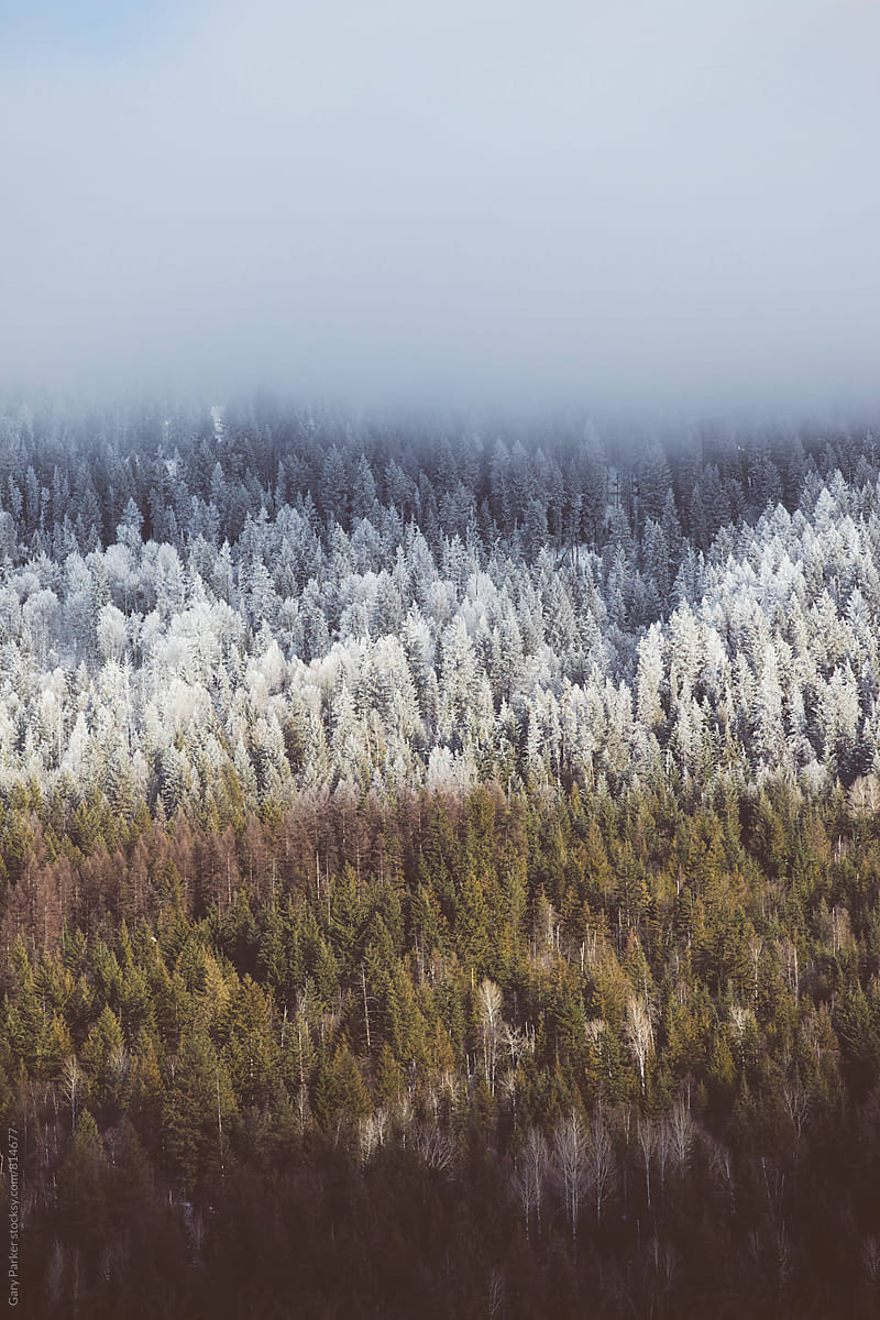 A pine forrest showing the colours of winter with three layers.