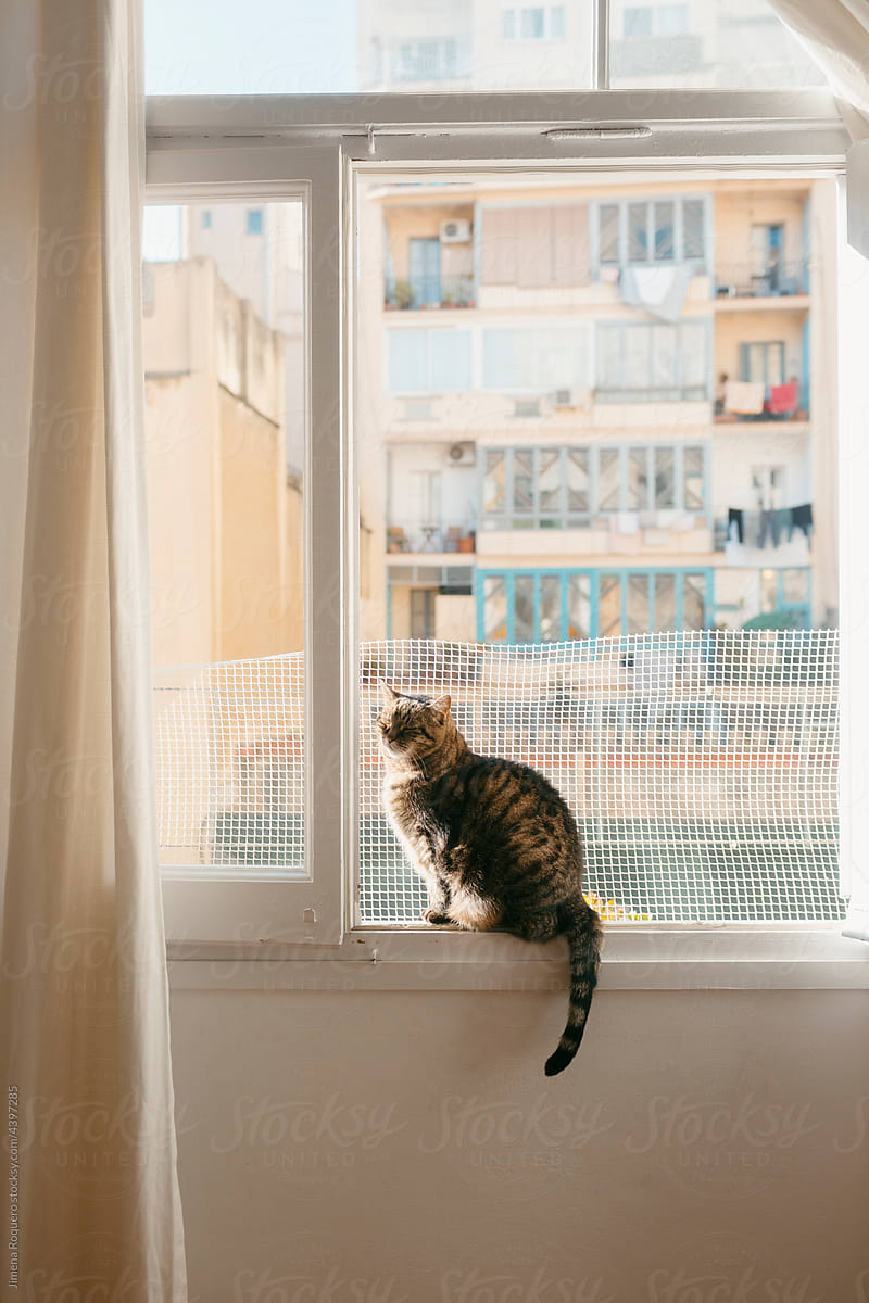 Cat in city apartment window