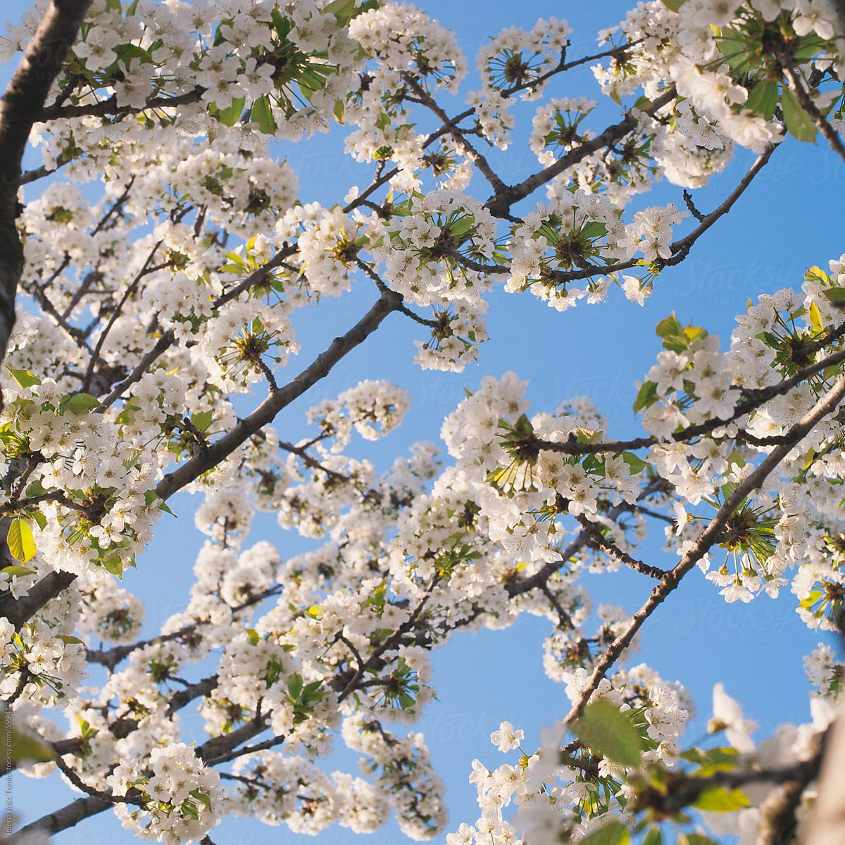 Cherry Blossom Day By Stocksy Contributor Jelena Jojic Tomic Stocksy