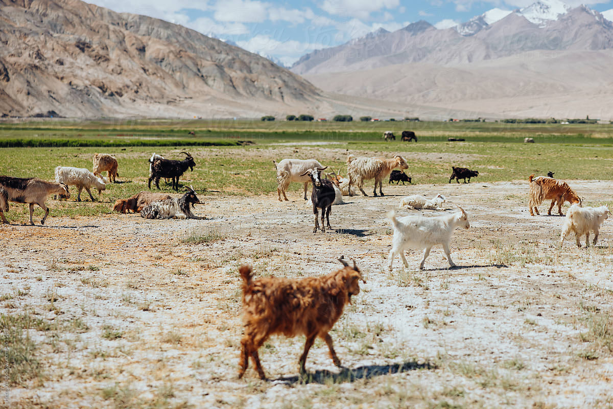 Herd of Goats in Mountainous Terrain