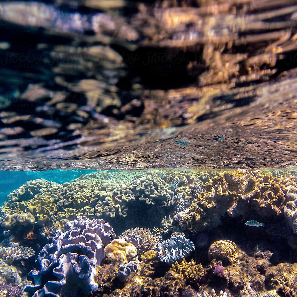 underwater on the Great Barrier Reef, with one little tropical fish