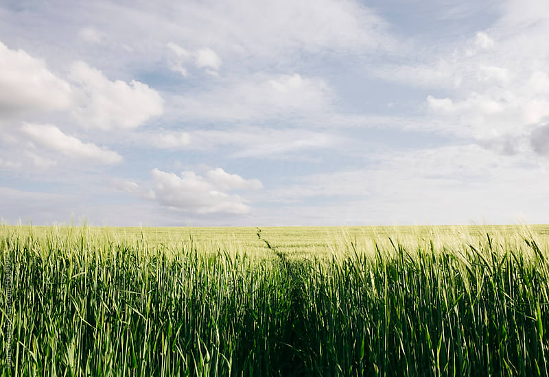 Track through a field of fresh barley. Norfolk, UK.