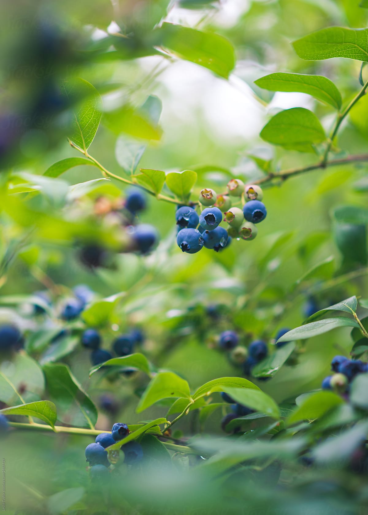 A cluster of blueberries on a blueberry bush