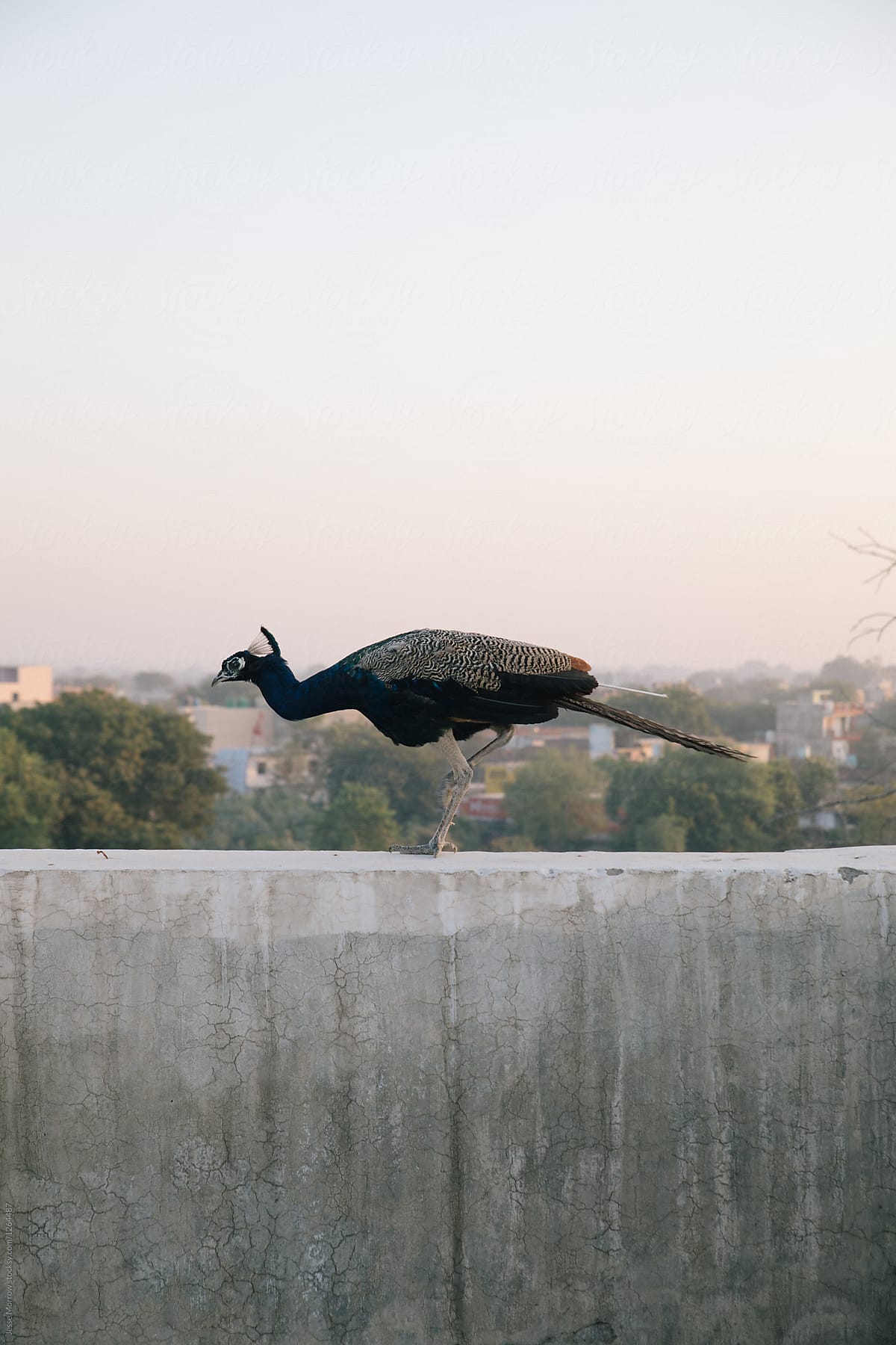 peacock on building India