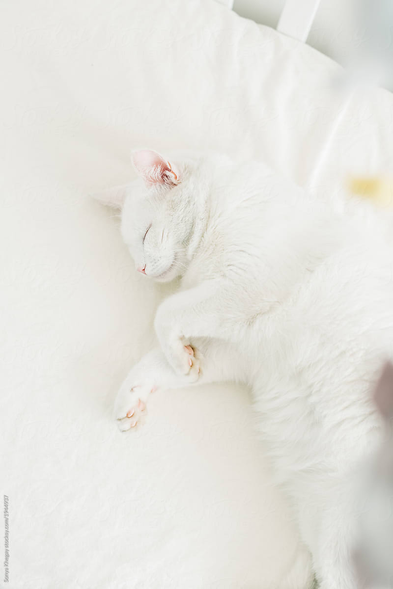 white cat sleeping in a crib