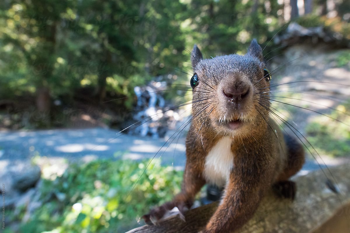 Squirrel up close