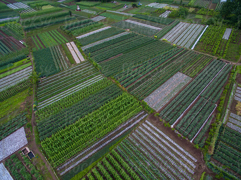 aerial view of vegetable farm