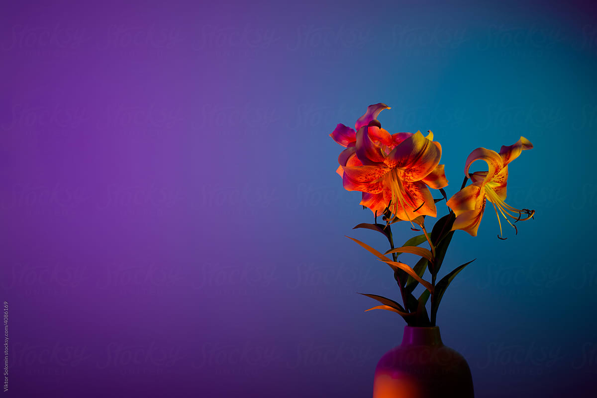 Lilies bouquet in fuchsia neon blue purple light