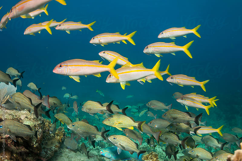 Schools on a Reef