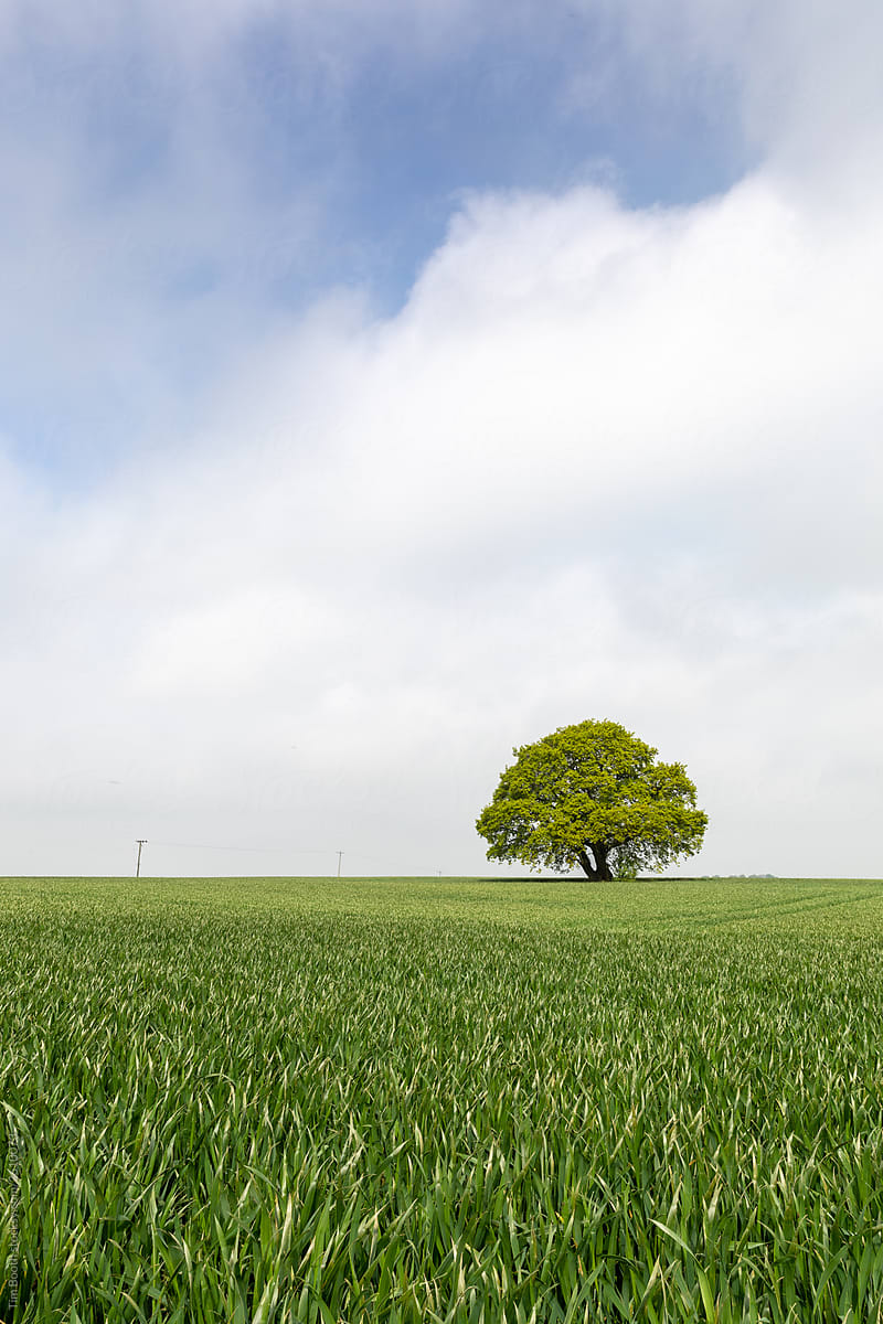 An oak tree in a field of long grass
