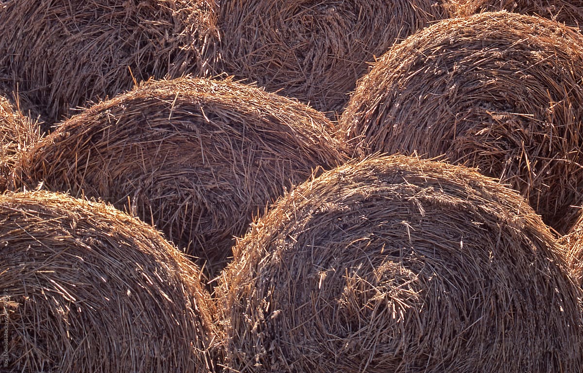 hay straw bales rolled and stacked harvest prairies North Dakota