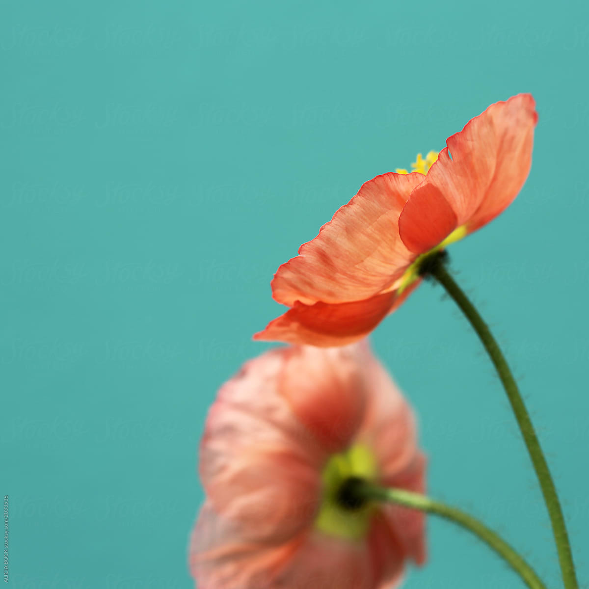 Two Vibrant Poppies Against A Turquoise Background
