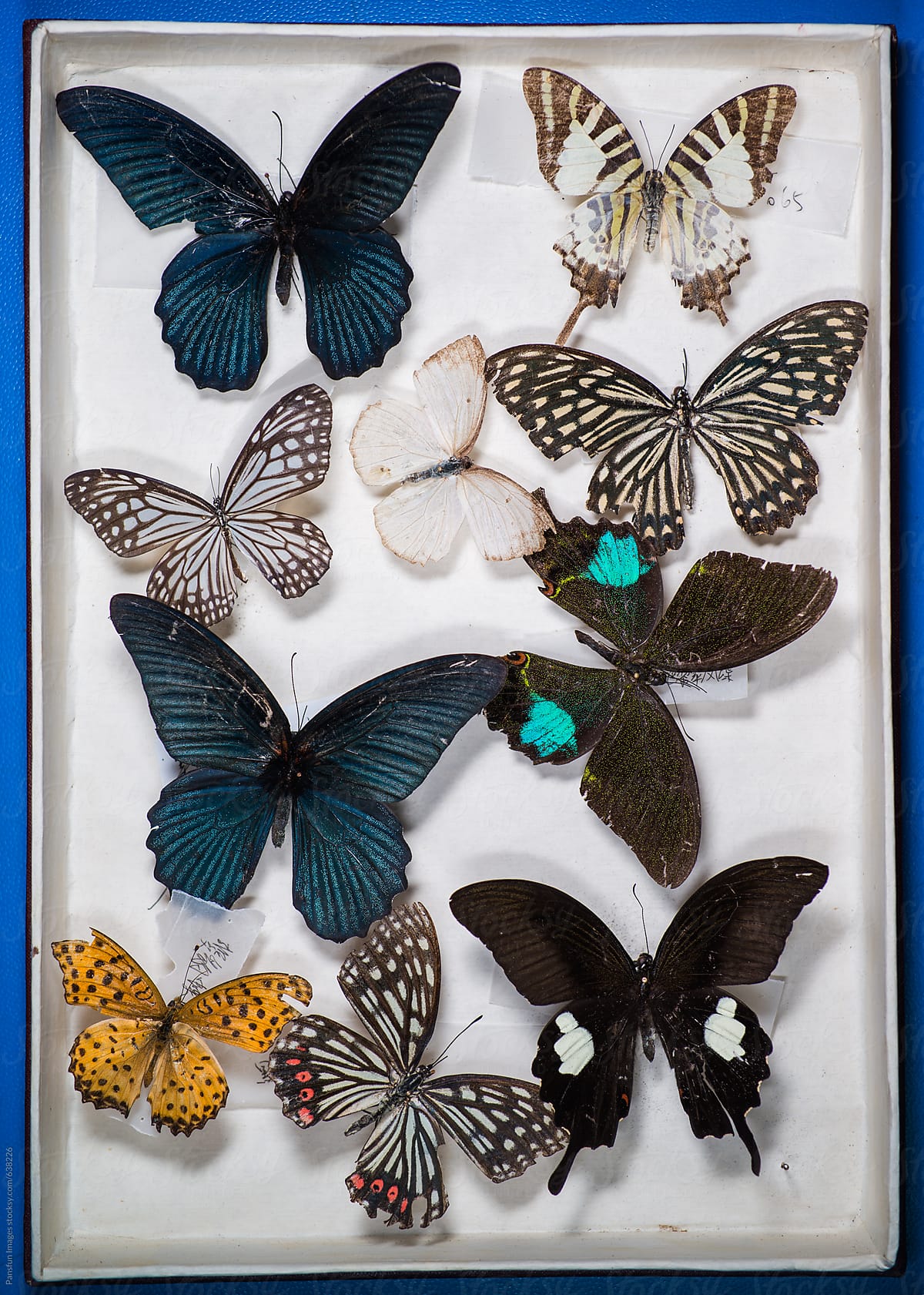 Butterfly Specimen Collection by Stocksy Contributor Pansfun Images 