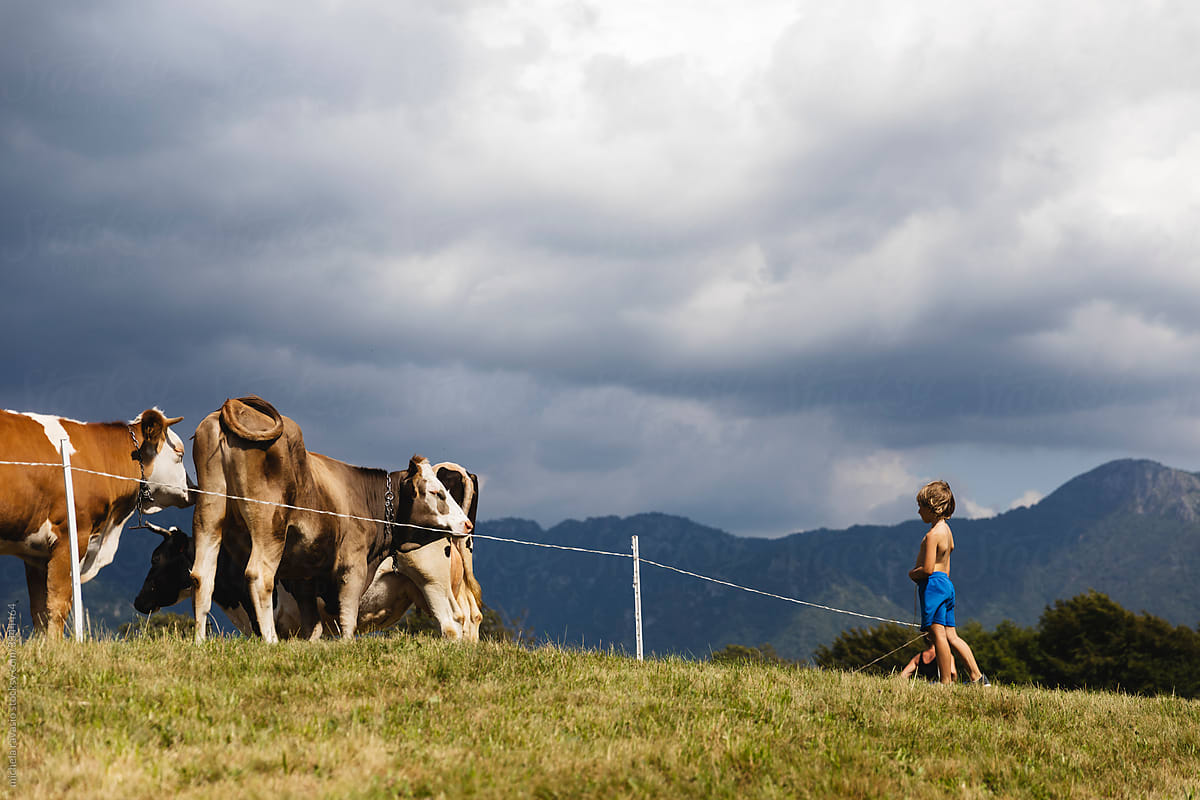 Little boy looking cows in the mountains