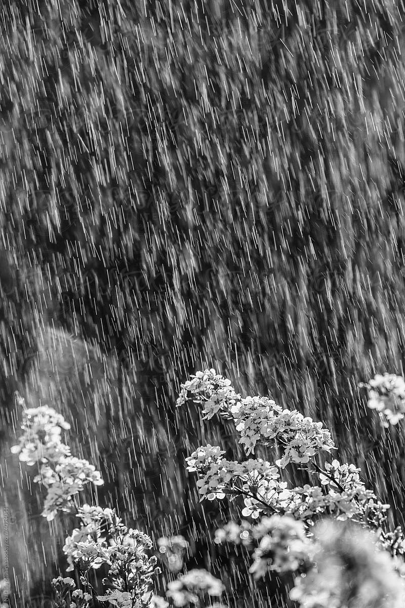 Summer rain, monochrome.