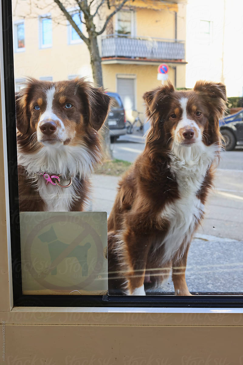 Two dogs are sitting in outside of a window, looking inside