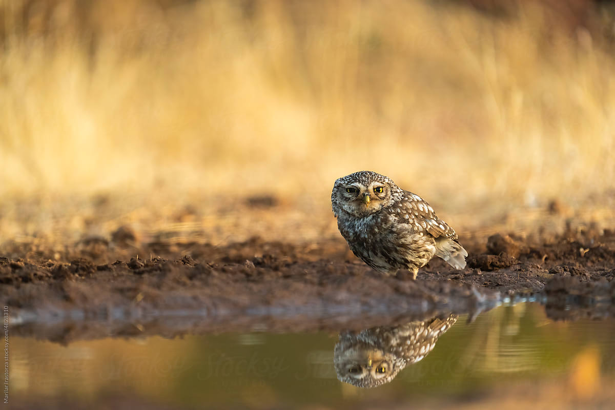 Cute Little Owl In Its Habitat