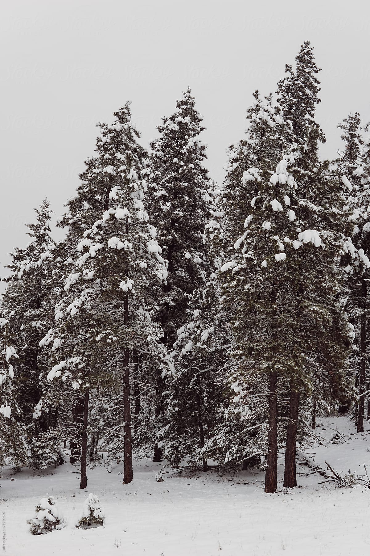 Beautiful snowy winter wonderland landscape