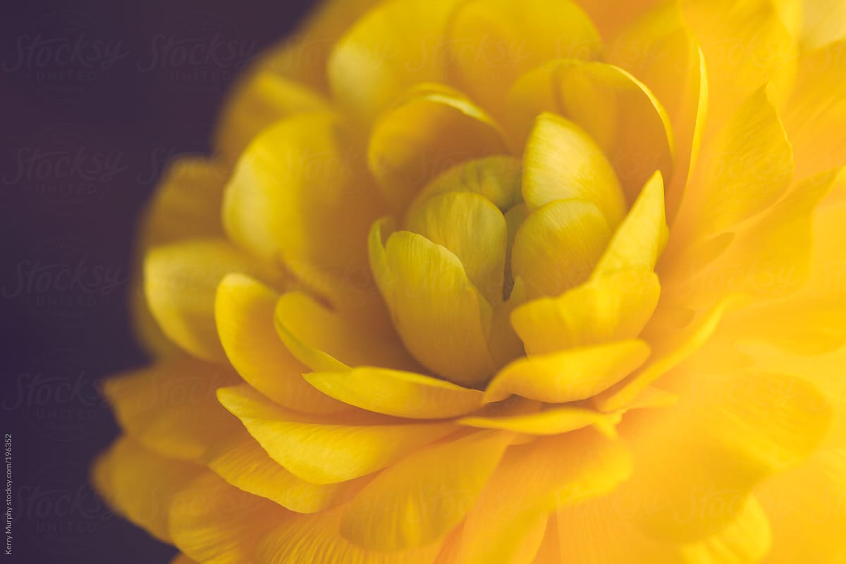 Macro of single yellow ranunculus flower