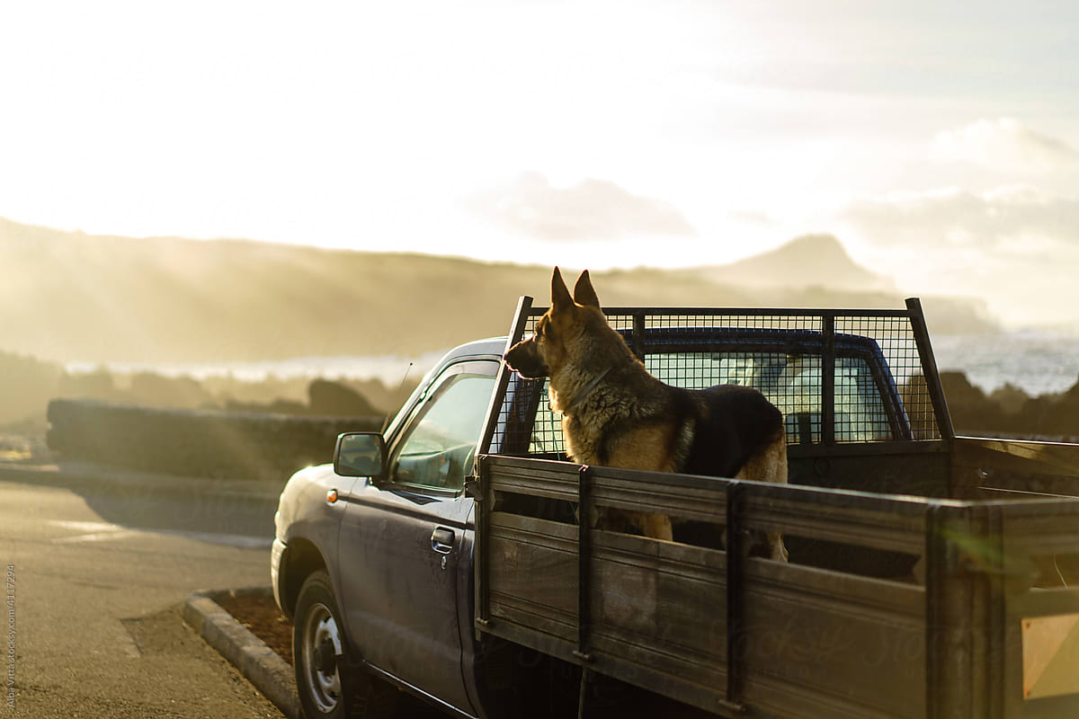 Cute dog standing on back of truck looking away