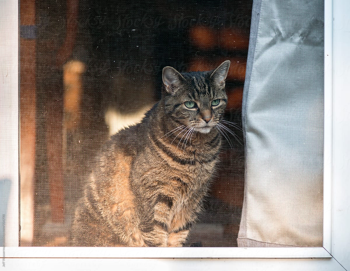 Cat at Screen Door