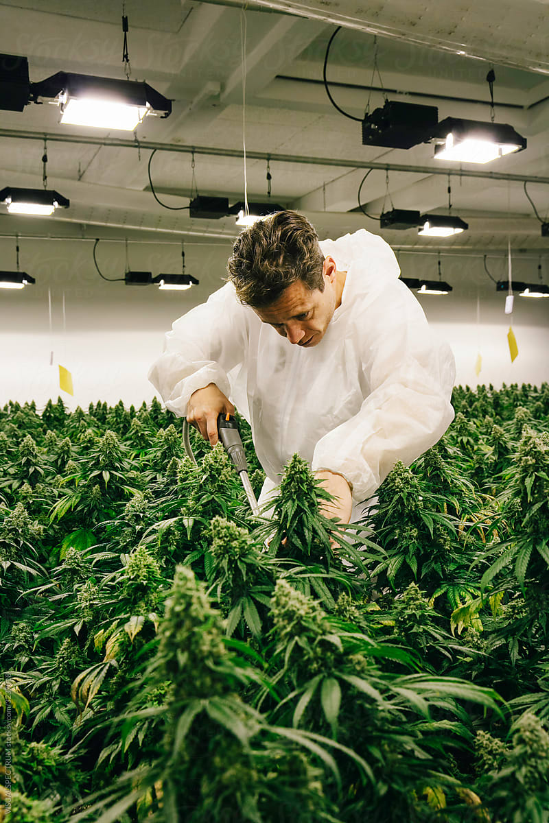 Man Lovingly Watering Indoor Cannabis Plants