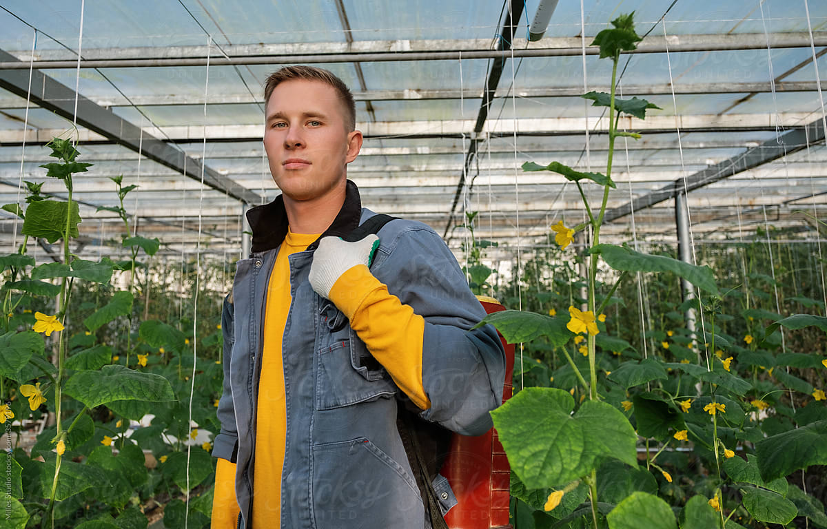 Confident man near cucumber plants in greenhouse