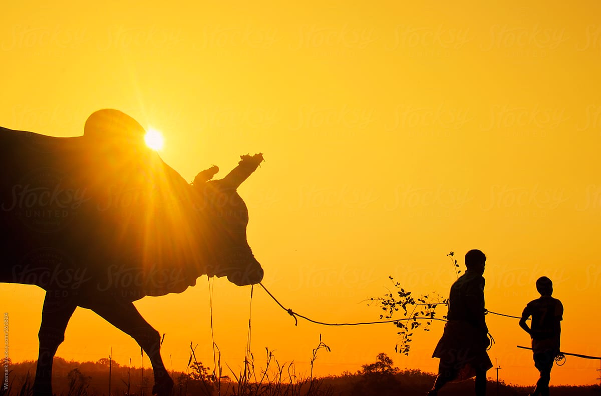 Silhouette of two (2) young boys with a bull at sunrise in the countryside of Trang, Thailand