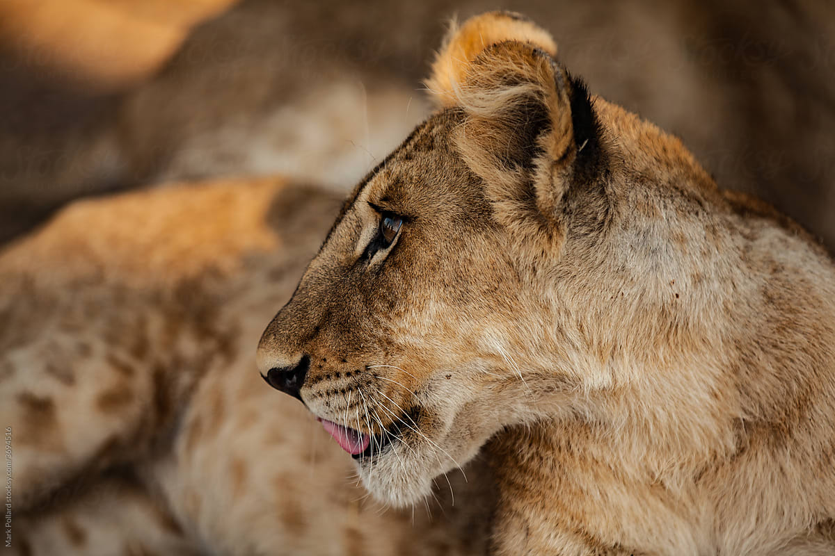 Close-up Portrait of a Young Lion