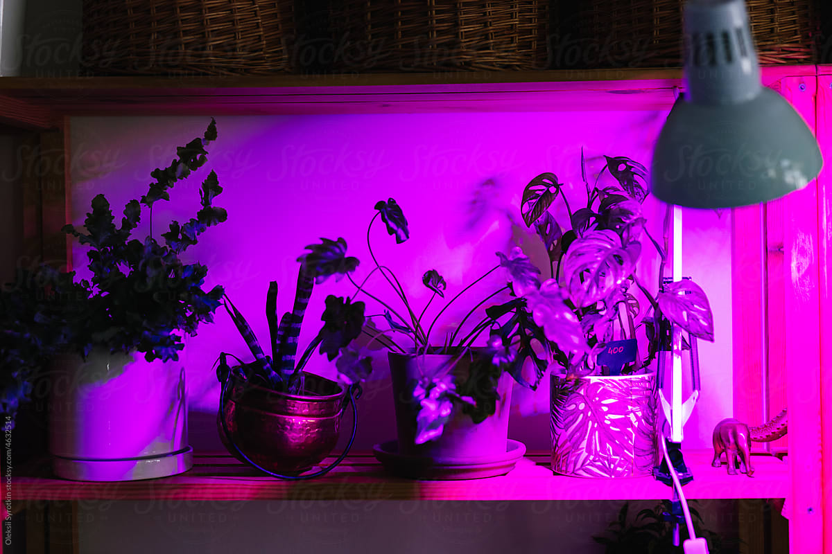 Houseplants under special violet light