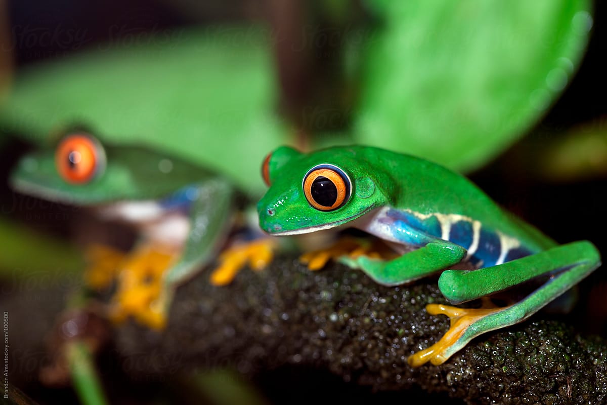 Pair of Red Eyed Tree Frogs