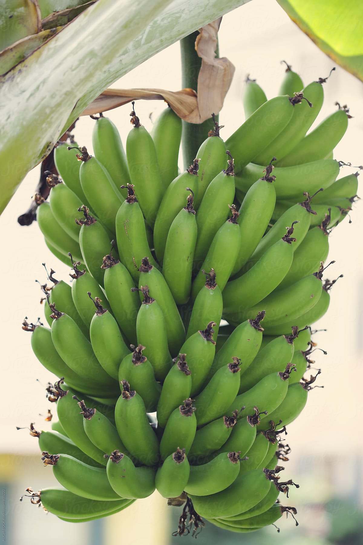 A Large Bunch Of Green Bananas Growing On A Tree