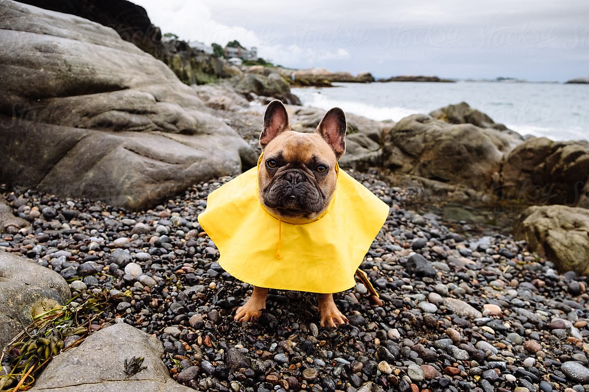 A brown french bulldog puppy at the ocean shore with a raincoat on