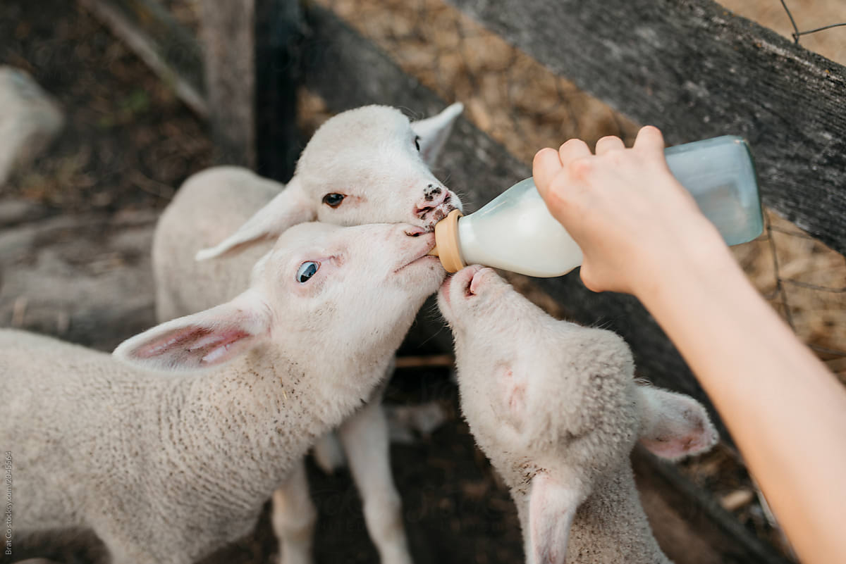 Farm Girl Feeding Animals By Brat Co Stocksy United