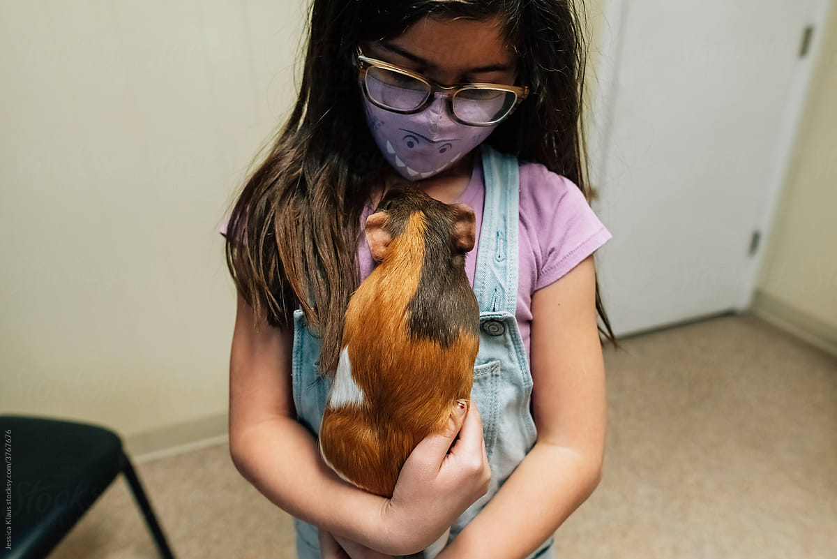 Guinea pig cozied up in girl's arms.
