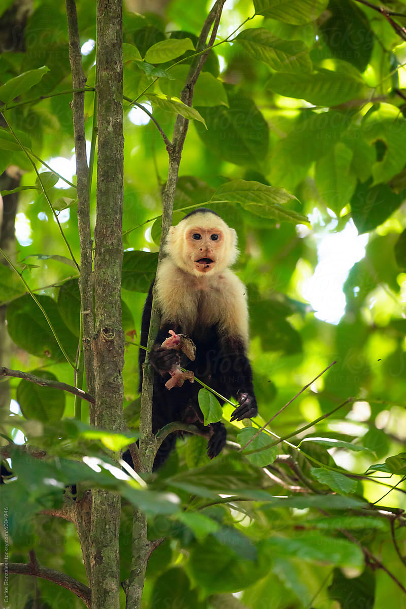 Capuchin monkey eating a Lizard