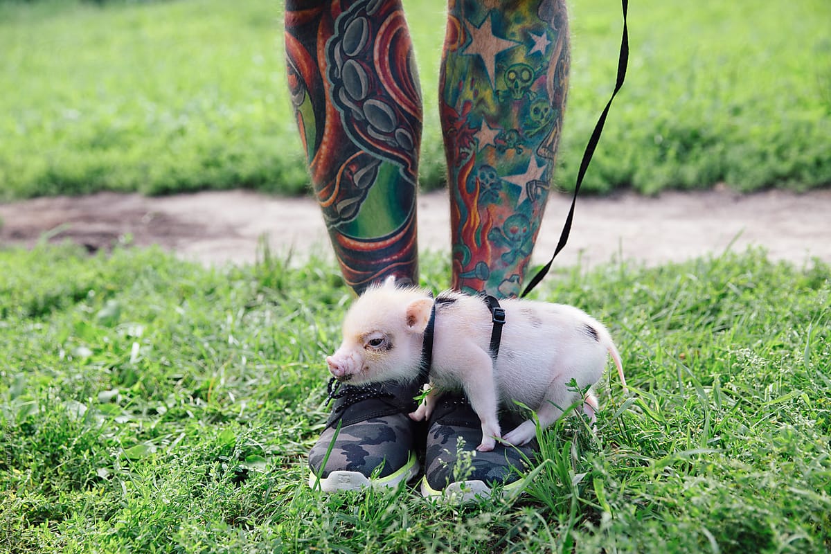 Domestic piglet on militari sneakers of  tattooed male legs