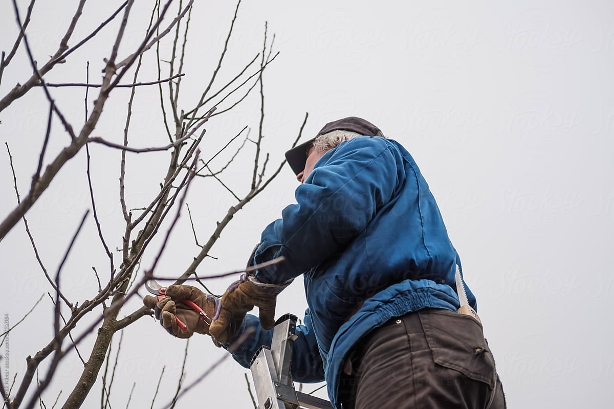Man in a blue overall and sun-worn cap pruning a tree