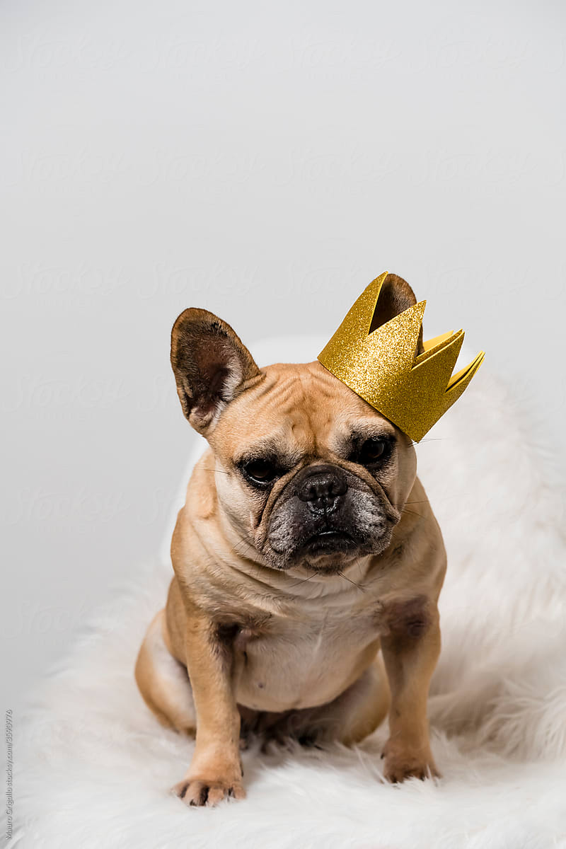 French Bulldog Dog with a Crown