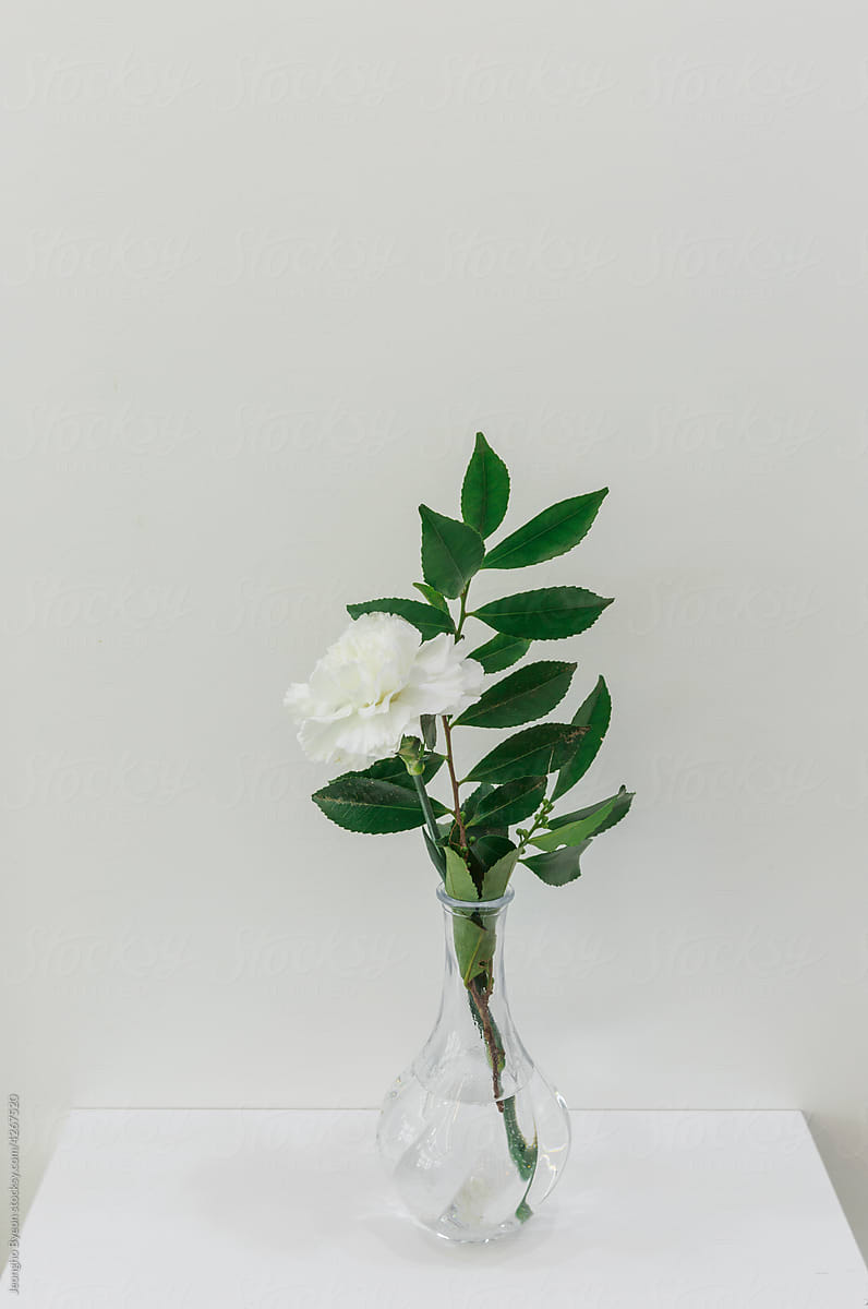 The vase in front of the white wall.