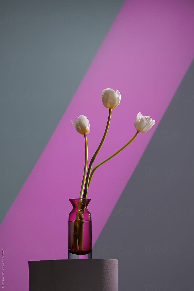 White tulip flower head with green stem in glass transparent