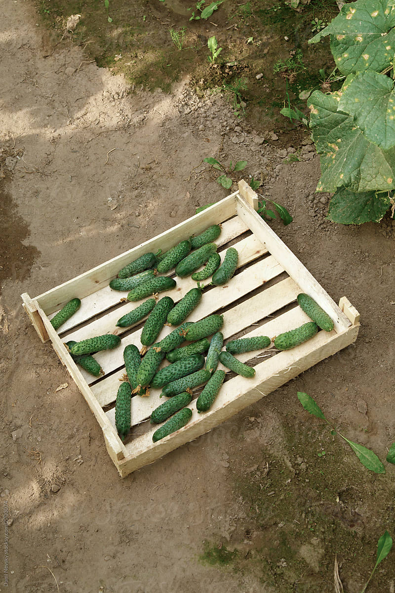 Ripe green cucumber in wooden box in garden