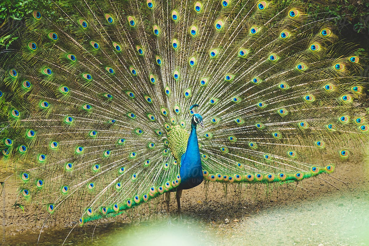 A male peacock with his feathers fully raised to impress a female