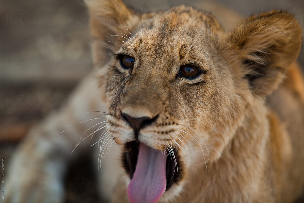 Close-up of a Young Lion Yawning with Tongue Out