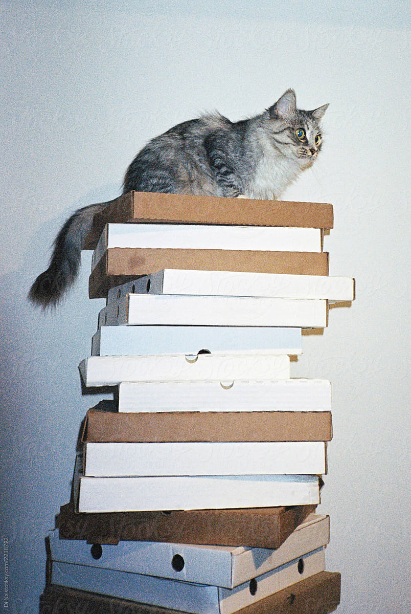 Cute cat sitting on a pile of pizza boxes