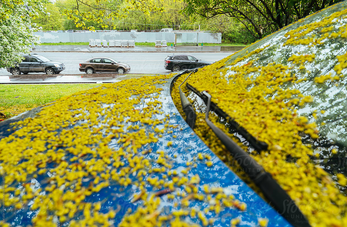 Parked cars along the road, maple flowers on the hood.
