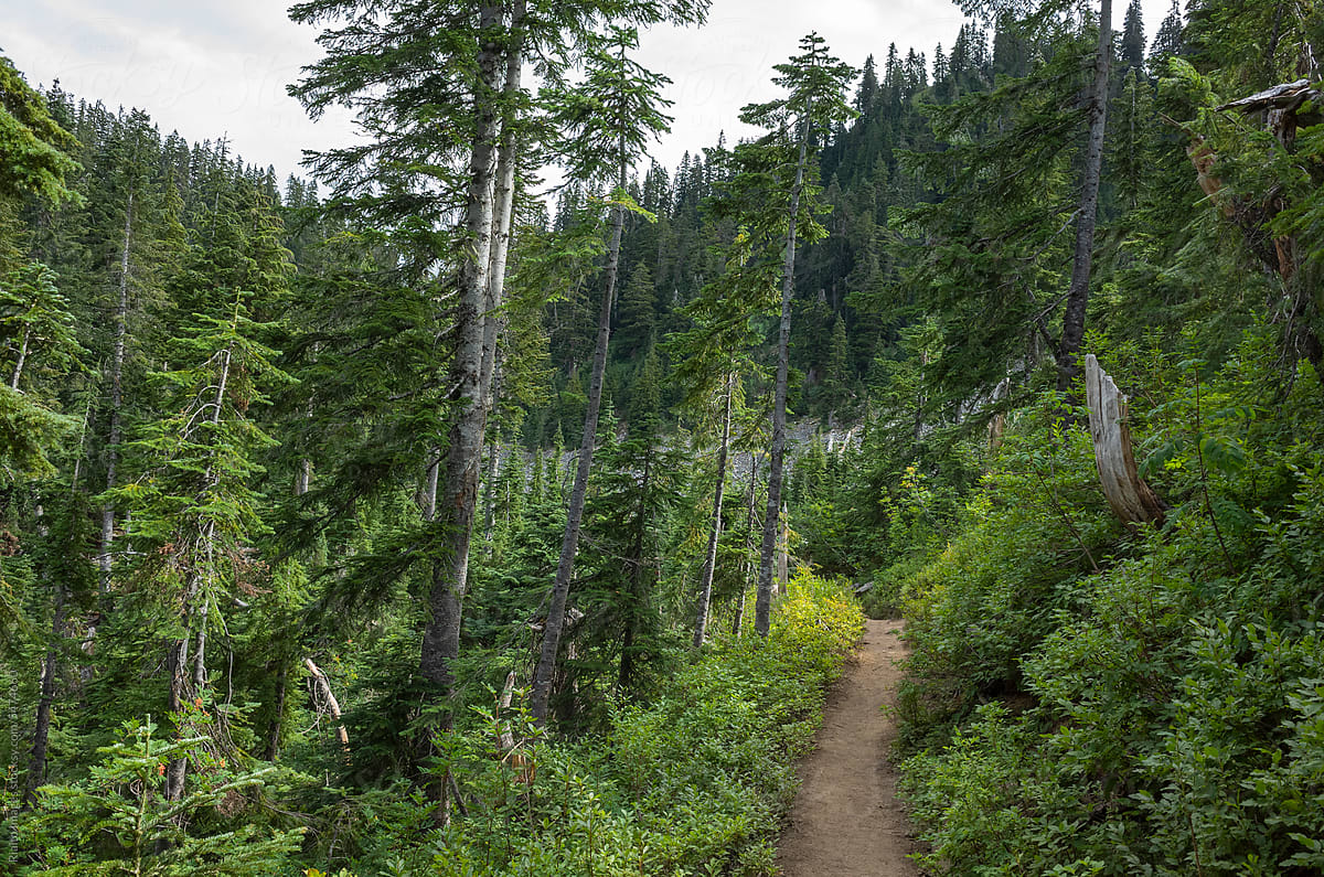 Hiking trail in mountainous alpine setting, Cascade Range, WA